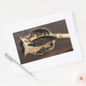 ポピーの花の莢の中 長方形シール (封筒)