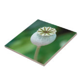 ポピーの花頭種子、西ケープ タイル (側面)