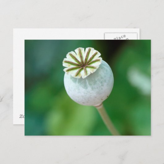 ポピーの花頭種子、西ケープ ポストカード (正面/裏面)