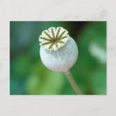 ポピーの花頭種子、西ケープ ポストカード (正面)