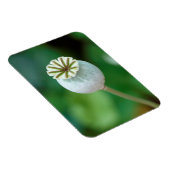 ポピーの花頭種子、西ケープ マグネット (右側)