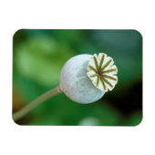 ポピーの花頭種子、西ケープ マグネット (横)