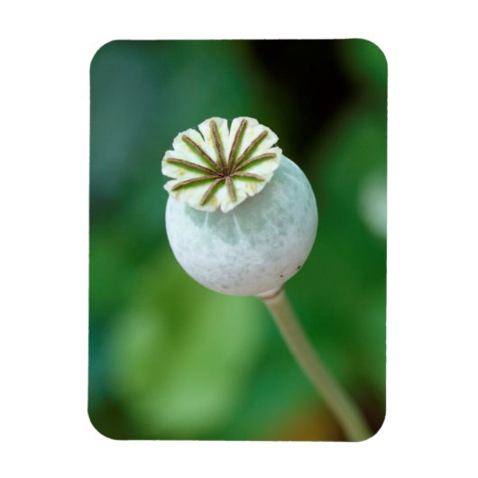 ポピーの花頭種子、西ケープ マグネット (縦)