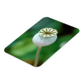 ポピーの花頭種子、西ケープ マグネット (左側)