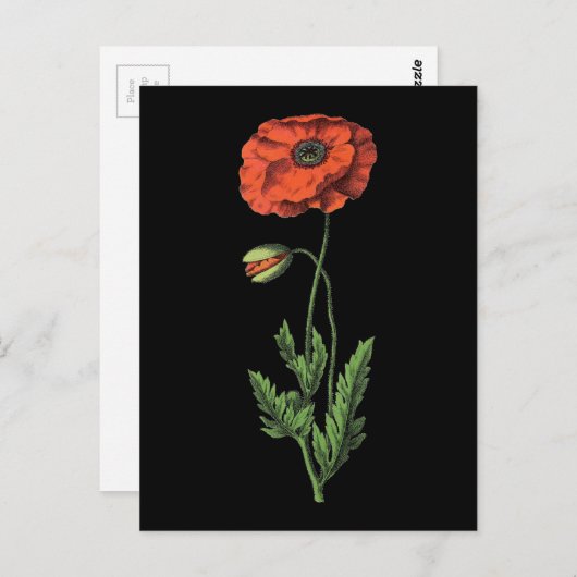 ポピーの赤いヴィンテージアート ポストカード (正面/裏面)