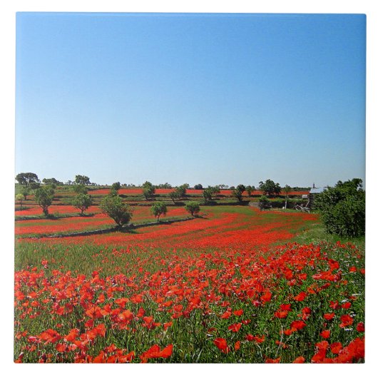 ポピーの開花 タイル (正面)