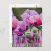 ポピーフィールドはがき ポストカード (正面/裏面)