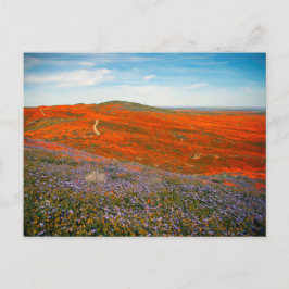 ポピーフィールドはがき ポストカード