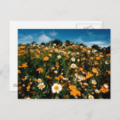 ポピーフェスティバルカリフォルニア ポストカード (正面/裏面)