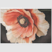 ポピーフラワーマクロ閉じる赤いサンゴと黒 薄葉紙 (正面)