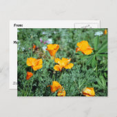 ポピーポストカード ポストカード (正面/裏面)