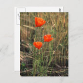 ポピー三杯 |はがき ポストカード (正面/裏面)