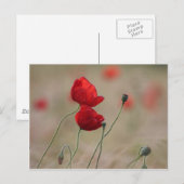 ポピー場 ポストカード (正面/裏面)