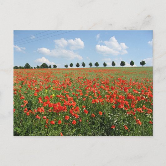 ポピー場 ポストカード (正面)