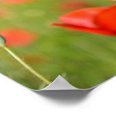 ポピー畑のポスターにポピーたち ポスター (角)