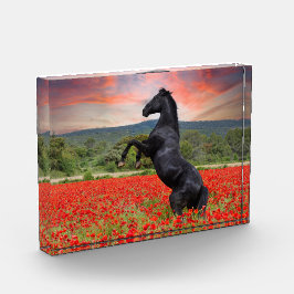 ポピー畑の黒馬 フォトブロック