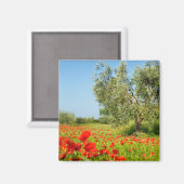 ポピー畑マグネットのオリーブの木 マグネット (正面/裏面)