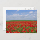 ポピー畑 ポストカード (正面/裏面)
