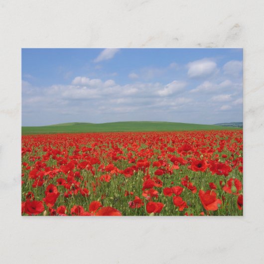 ポピー畑 ポストカード (正面)