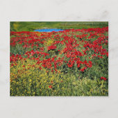 ポピー畑，中央アトラス，モロッコの花 ポストカード (正面)