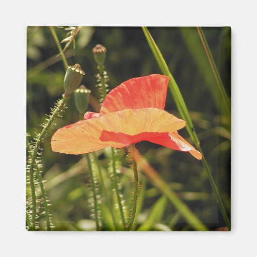 ポピー磁石 マグネット (正面)