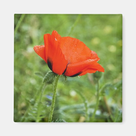 ポピー磁石 マグネット (正面)