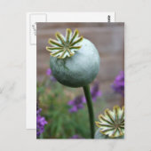 ポピー種ポッド葉書 ポストカード (正面/裏面)