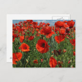 ポピー種子フラワーフィールド ポストカード (正面/裏面)