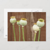 ポピー種頭葉書 ポストカード (正面/裏面)