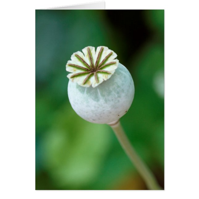 ポピー花の種、西ケープ州 (正面)