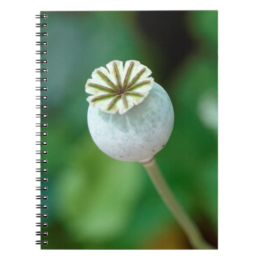 ポピー花の種 西ケープ州 ノートブック (正面)