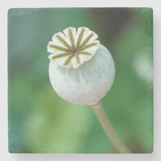 ポピー花の頭の種、西ケープ州 ストーンコースター (正面)