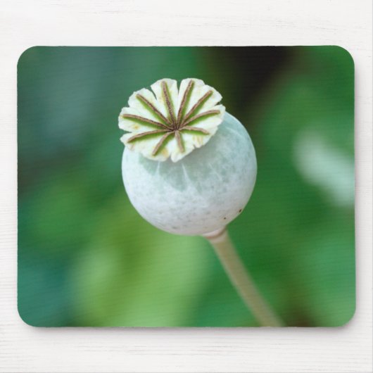 ポピー花の頭の種、西ケープ州 マウスパッド (正面)