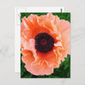ポピー花はがき ポストカード (正面/裏面)