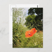 ポピー葉書 ポストカード (正面/裏面)