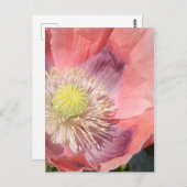 ポピー葉書 ポストカード (正面/裏面)