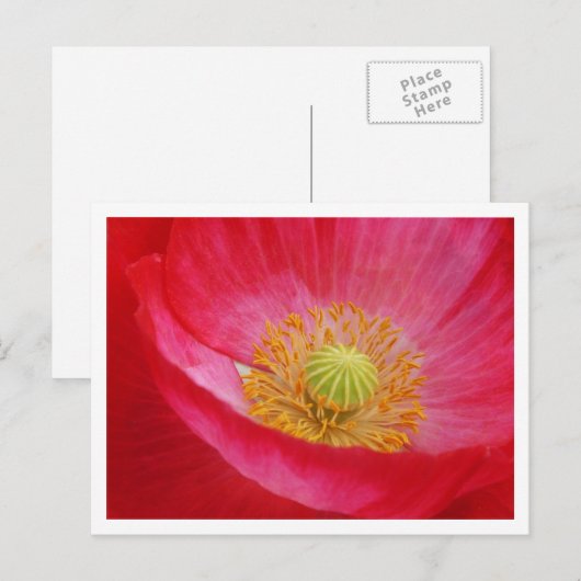 ポピー葉書 ポストカード (正面/裏面)