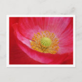 ポピー葉書 ポストカード (正面)