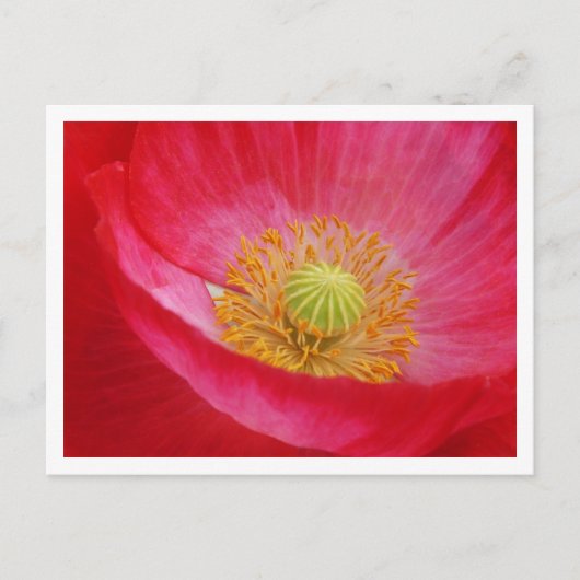 ポピー葉書 ポストカード (正面)