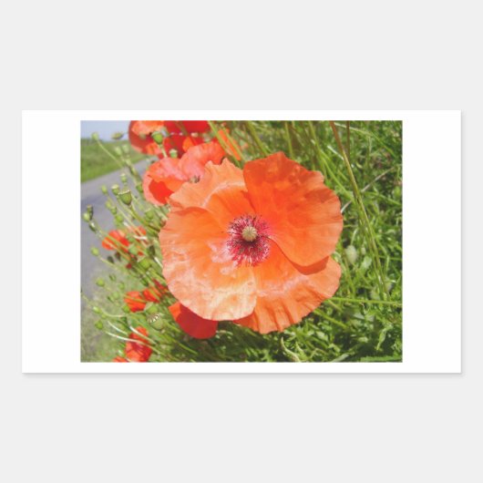 ポピー類 – コケリコット 長方形シール (正面)