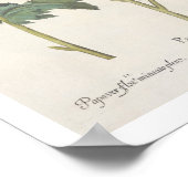 ポピー類: 1.パパバー多重卵白ルビクダンシ; ポスター (角)