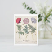 ポピー類： 1.パパバー多重卵白ルビクダンシ； ポストカード (スタンド正面)