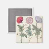 ポピー類： 1.パパバー多重卵白ルビクダンシ； マグネット (正面/裏面)