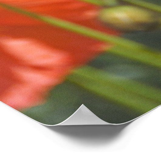 ポピー1 ポスター (角)