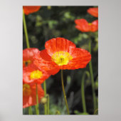 ポピー1 ポスター (正面)