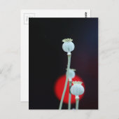 ポピー・エンカーゼ・アジアスタイルの撮影：タッティ ポストカード (正面/裏面)