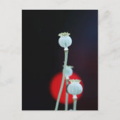 ポピー・エンカーゼ・アジアスタイルの撮影：タッティ ポストカード (正面)