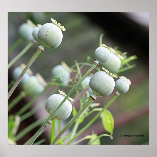 ポピー・カプセル・ポスター ポスター (正面)