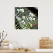 ポピー・カプセル・ポスター ポスター (キッチン)