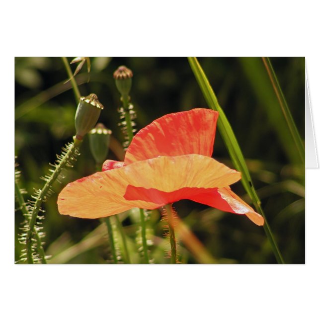 ポピー・カード (正面横)